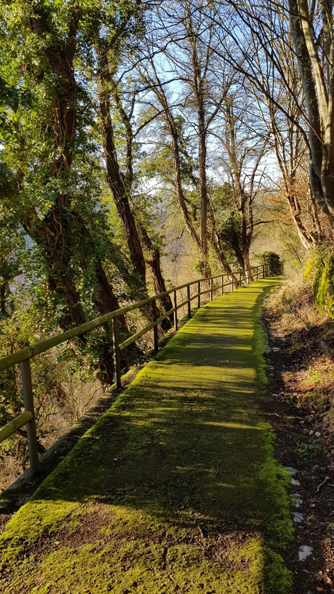 Grüner Weg