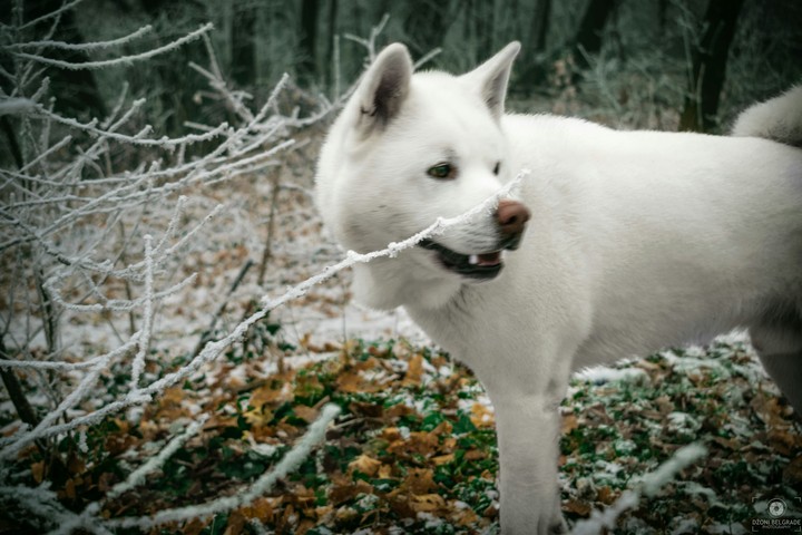 wolfdog winter