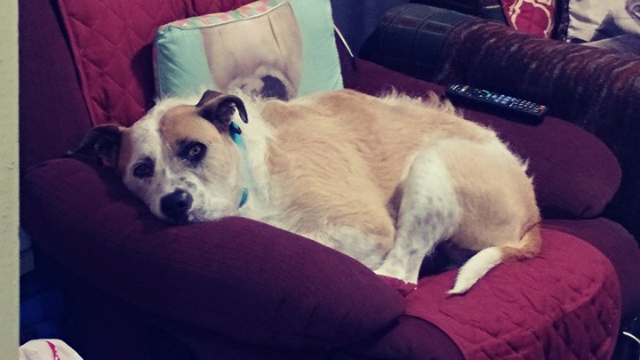 The only chair in the house Wally's not allowed on