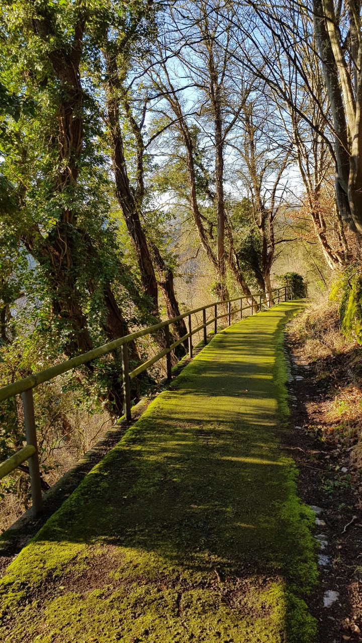 Grüner Weg