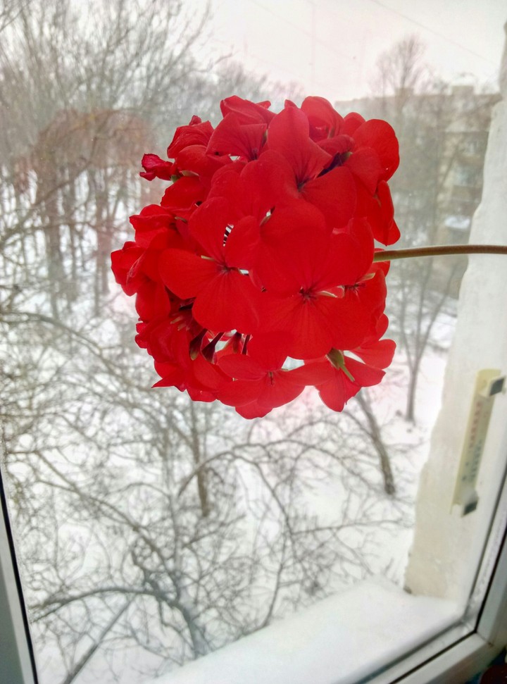 цветы