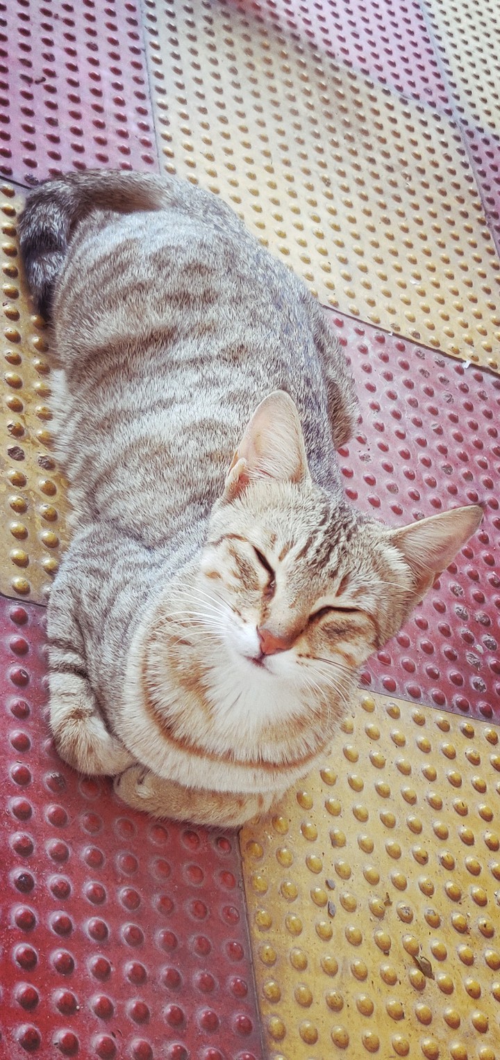 cat
