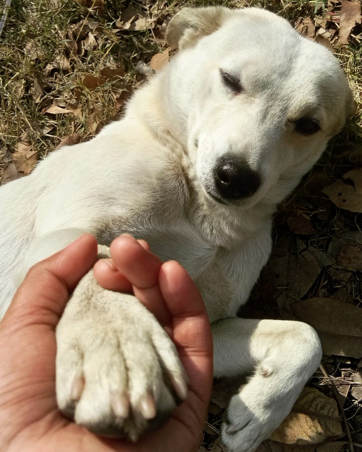 Dog