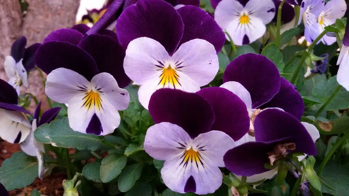 flowers