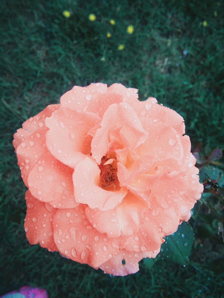 #flower #rose