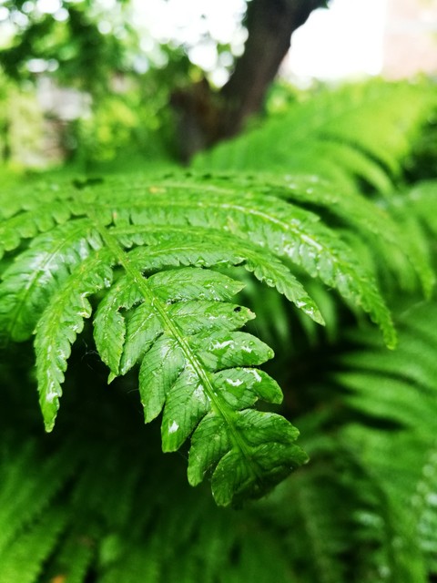 ταπετσαρίες fern, leaf