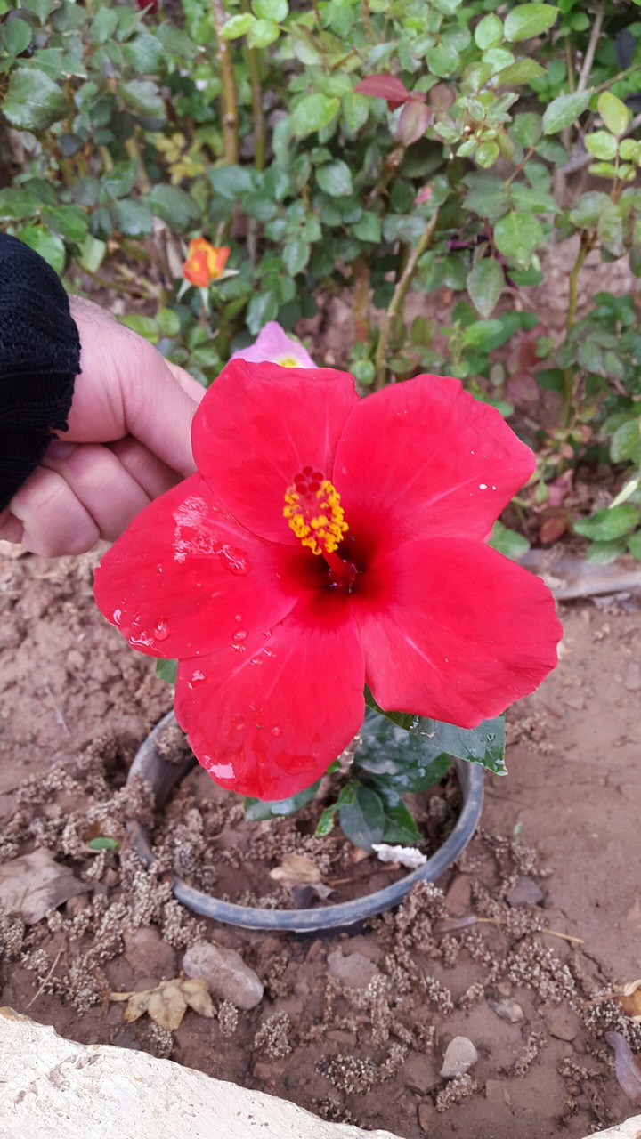Flowers are always beautiful ☺
