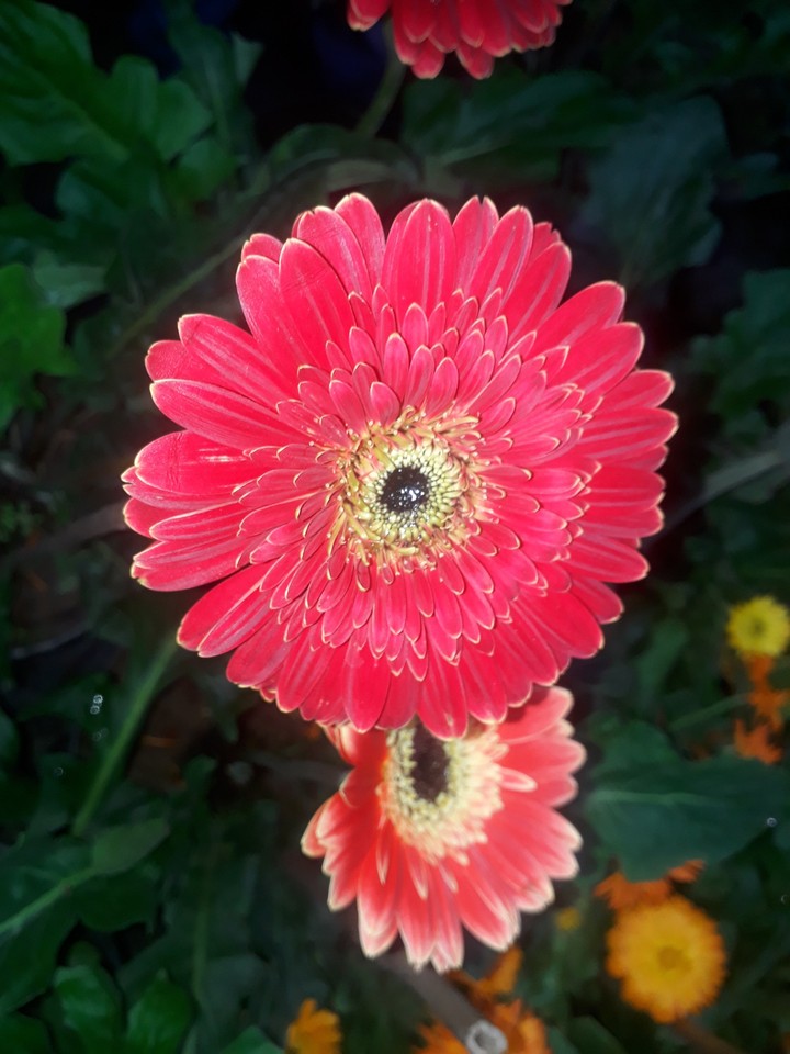 nice flower