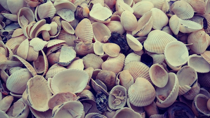 shell