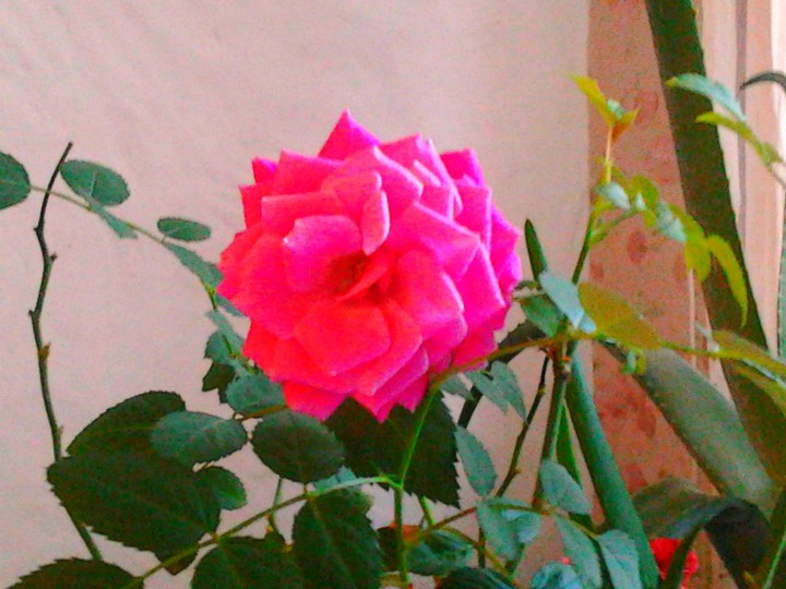 Rosa