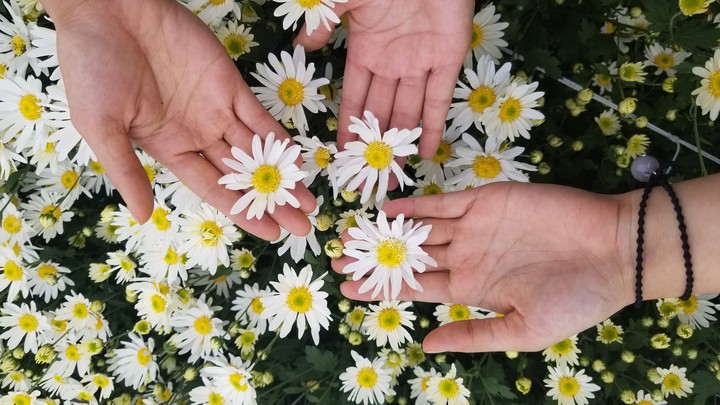 daisies
