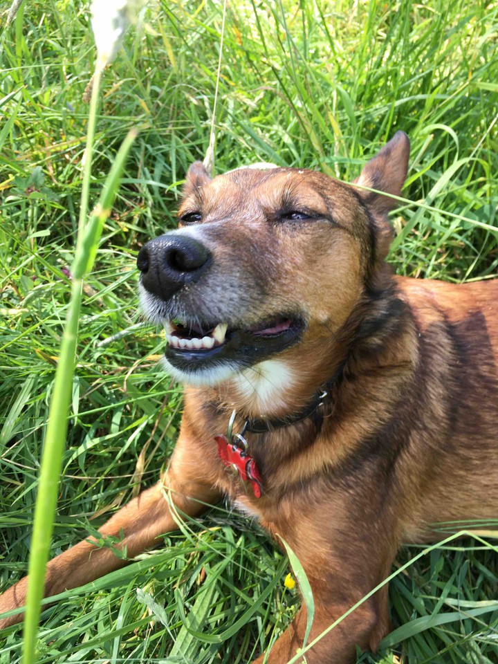 Hund entspannt