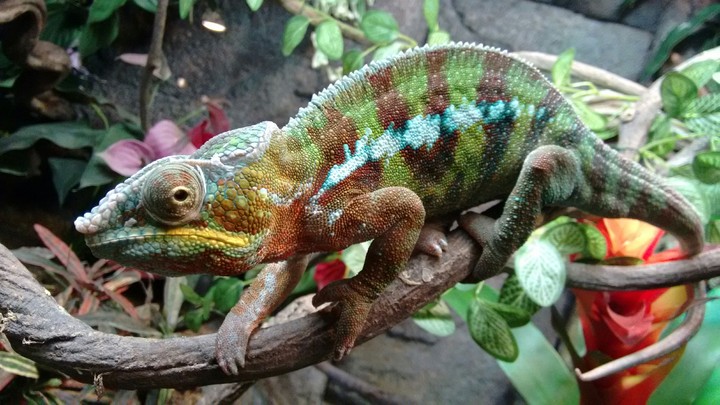 Caméléon