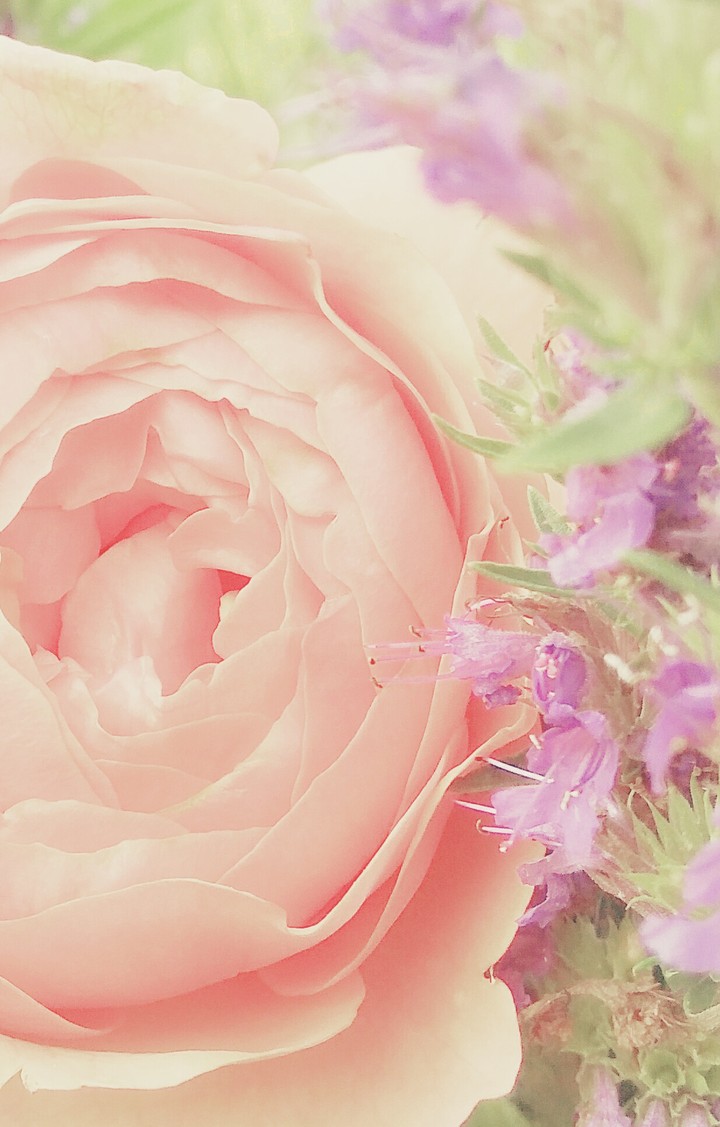 My delicate Rose.