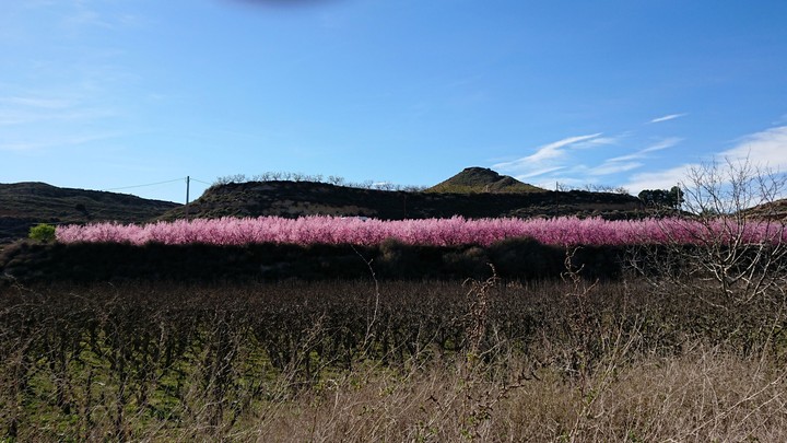 peach tree