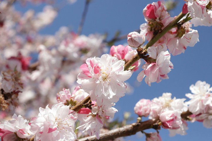double cherry blossoms