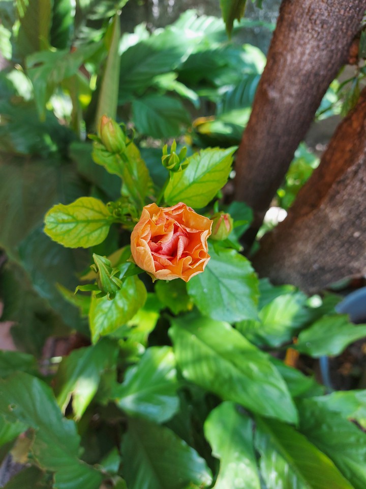 flower