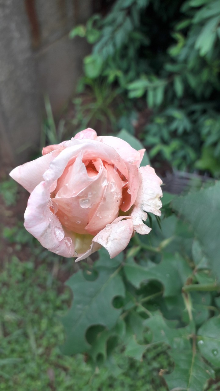 peach rose