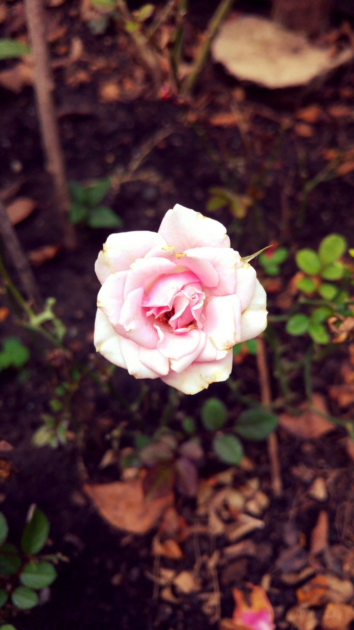 rose