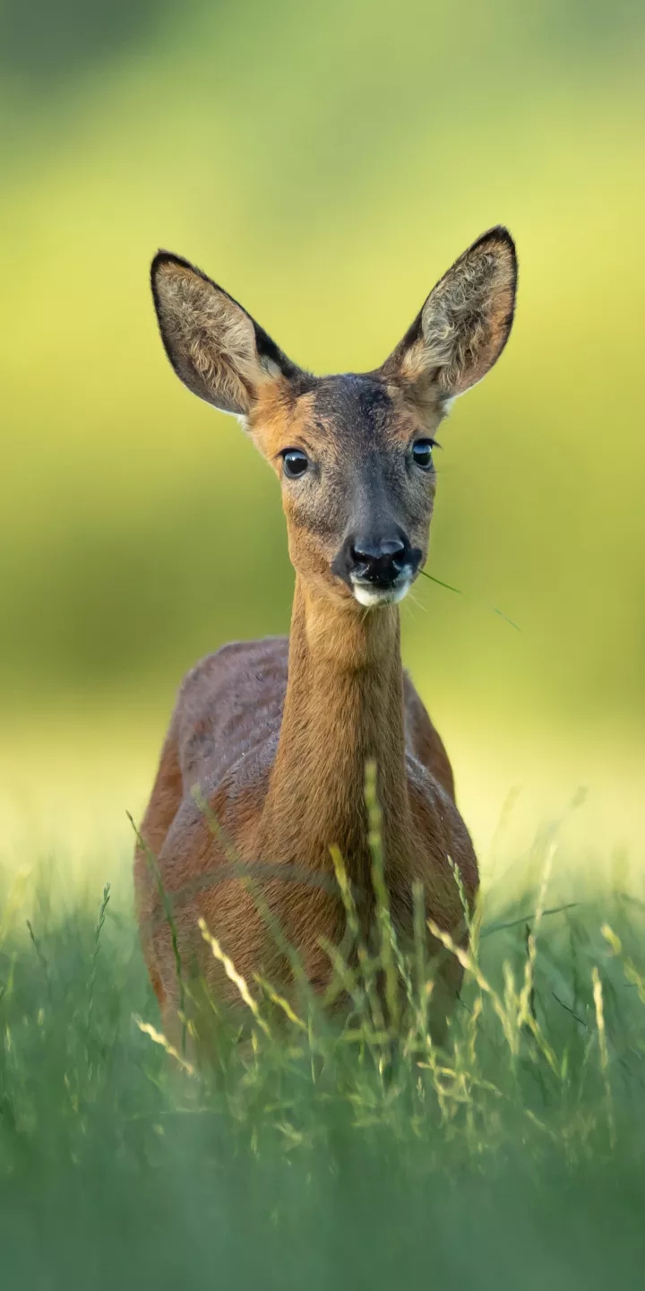 deer