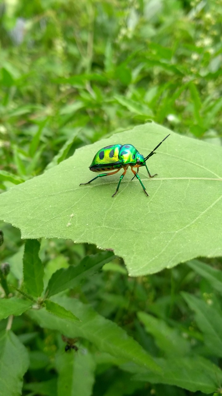 green is a colour of spirit