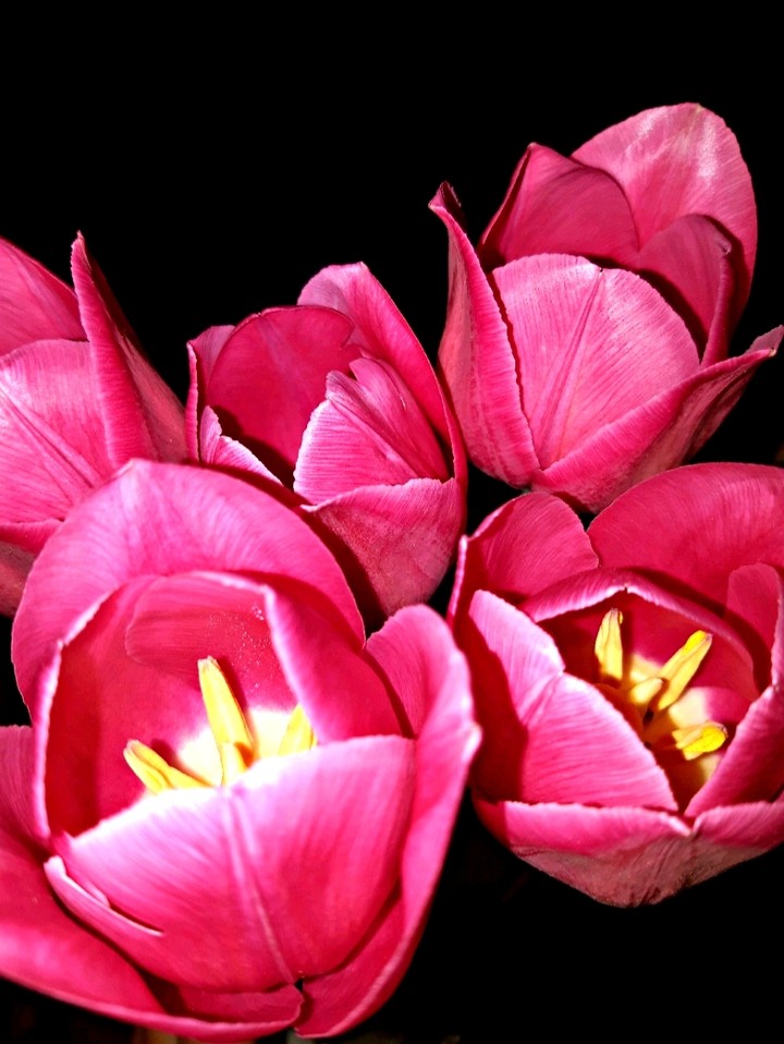 Spring flowers
