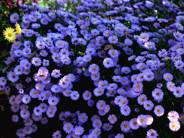 Alpine asters