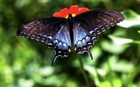 sfondi insect, butterfly