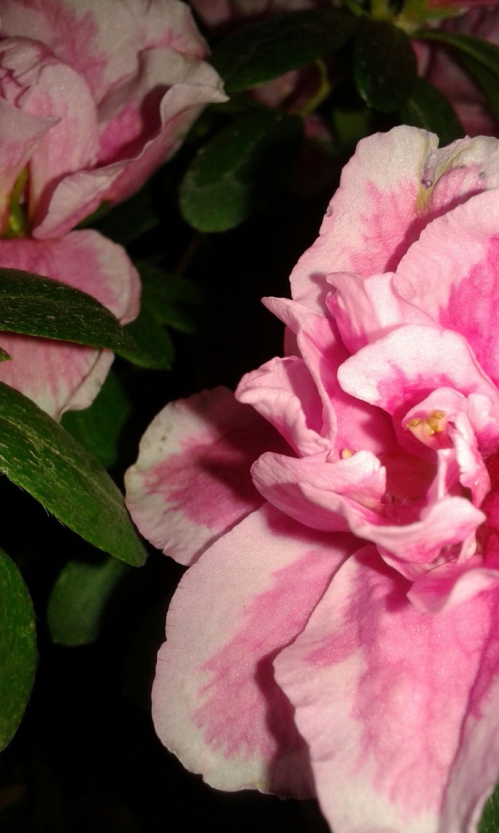 flower pink