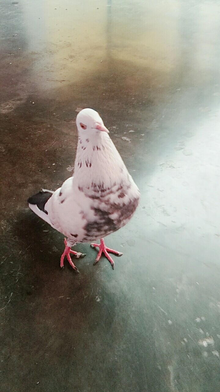 # I click my bird pigeon