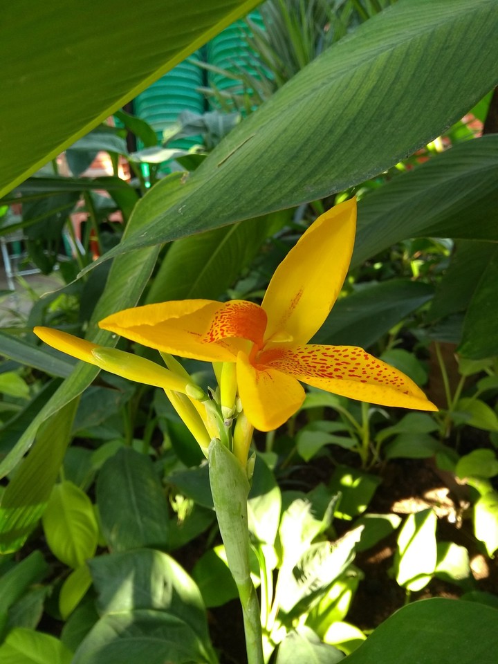 sweet flowers