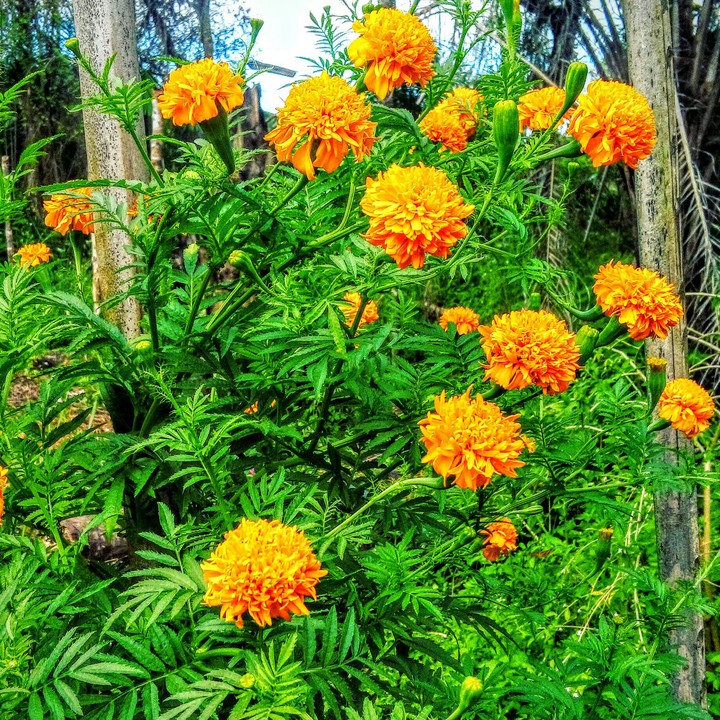 Flores