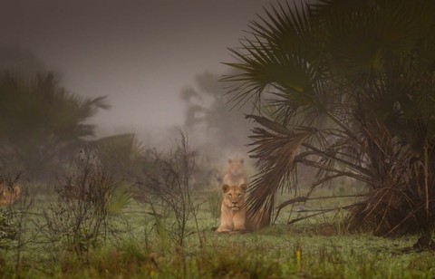 Lioness Львица