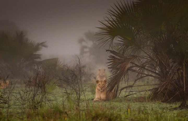 Lioness Львица