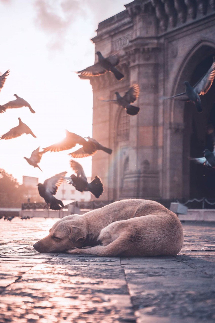 Lonely dog