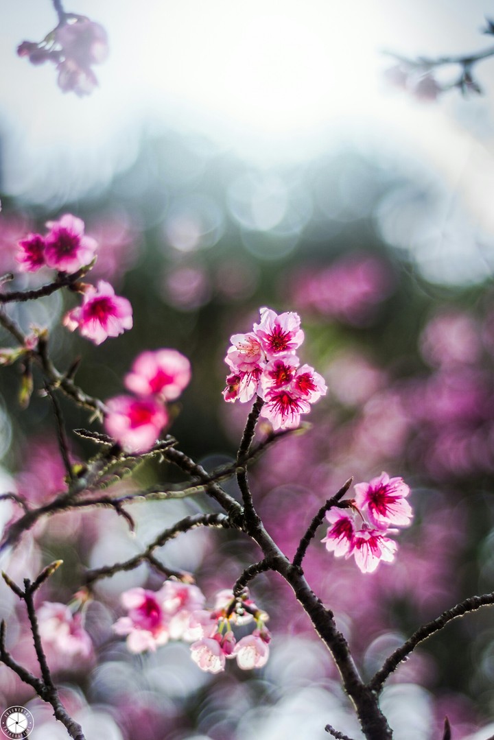 Sakura