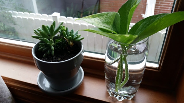 Plantz Byee teh Winder?