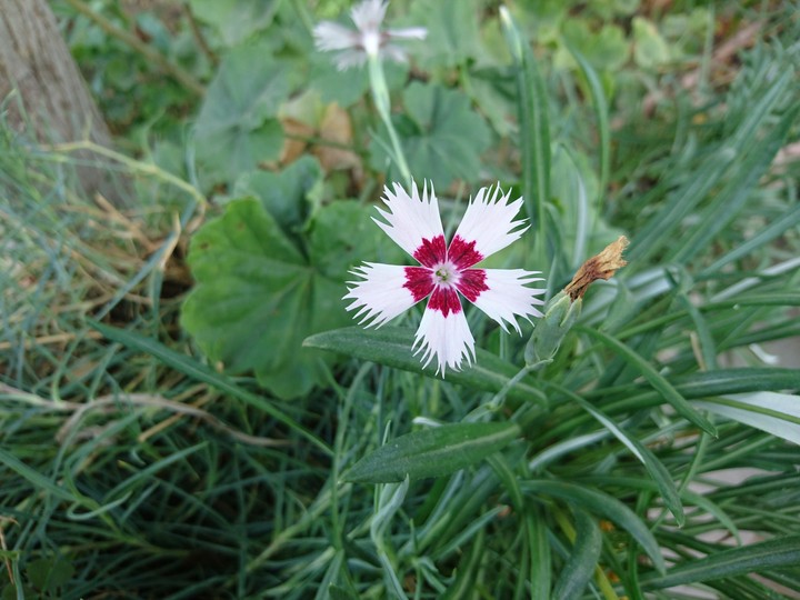 Sweet-William