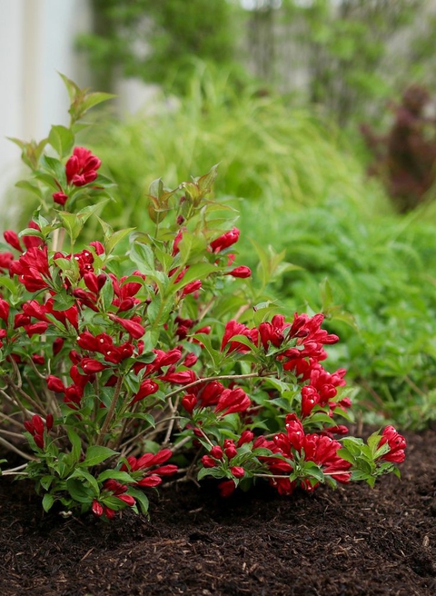 soil, groundcover achtergronden