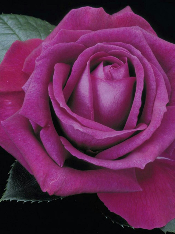 Beautiful rose