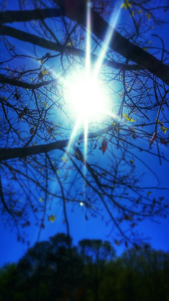 sunlight in the tree
