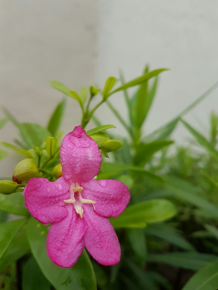 sanket photography