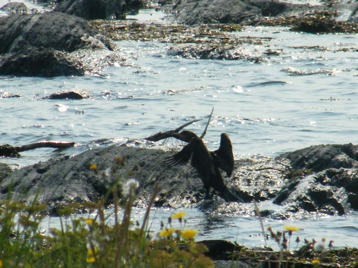 cormoran