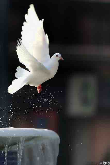 pigeon