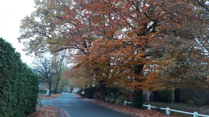 tree