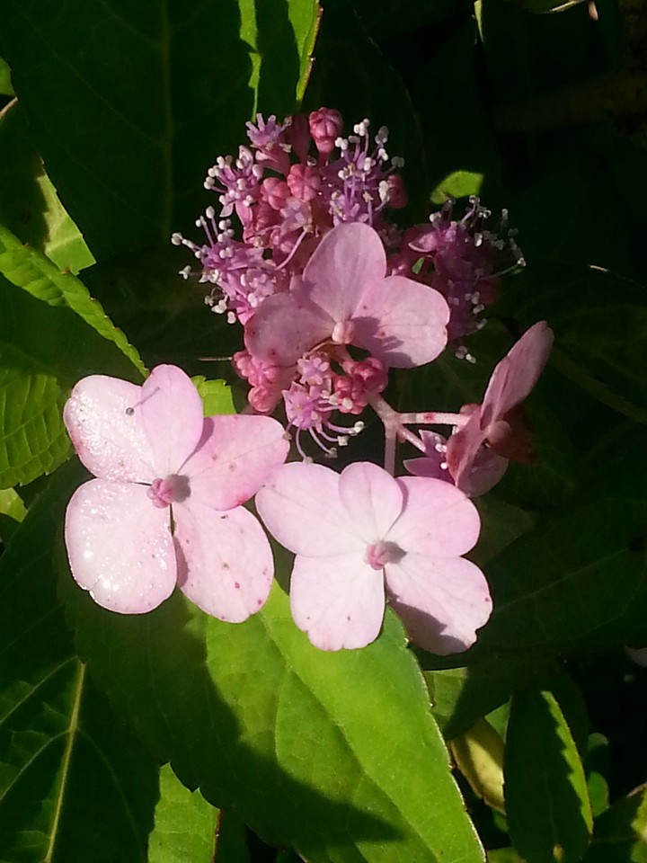 Pink flower