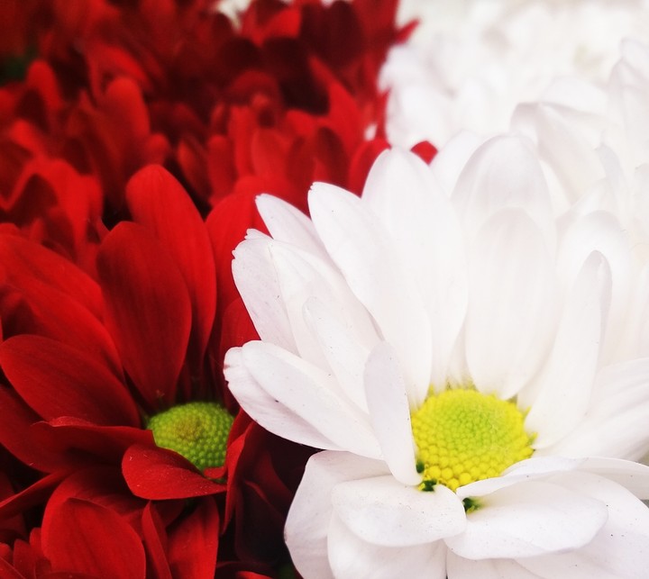 Chrysanthemums / Хризантемы