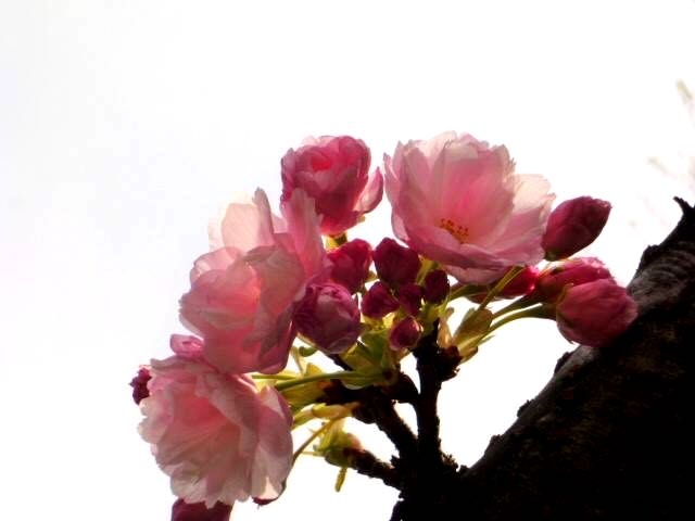 japan sakura