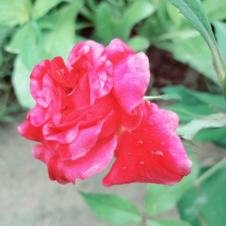 rose