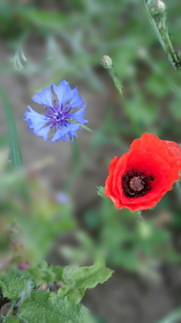 Kornblume und Klatschmohn